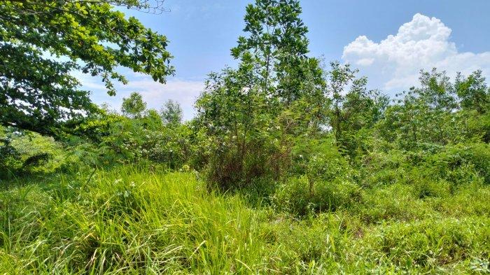 Lahan seluas 4,9 hektare milik Pemerintah Provinsi (Pemprov) Kaltim di Jalan Ahmad Yani, Kecamatan Balikpapan Tengah. Lahan ini dulunya merupakan lokasi Pusat Kegiatan Islamiyah Balikpapan (Puskib).