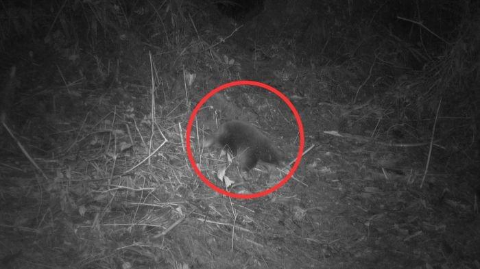 Penampakan Echidna paruh panjang, spesies endemik Papua.