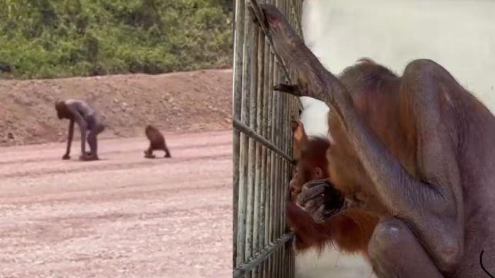 Inilah video viral Orang Utan di Sangatta, Kutai Timur yang sempat viral karena badannya kurus kering, begini kondisinya sekarang.