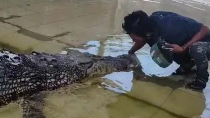 Ambo, menyambangi Buaya Riska di Penangkaran Teritip, Balikpapan, Kalimantan Timur.