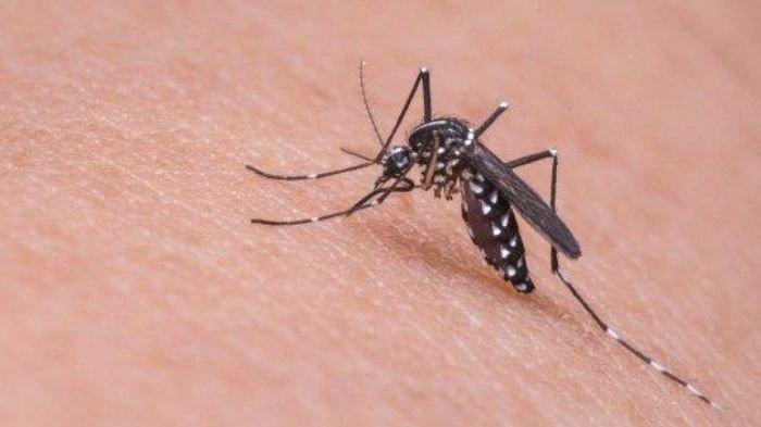 Nyamuk Aedes aegypti.
