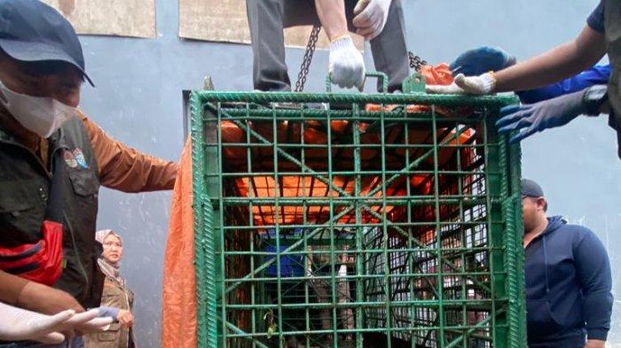 Kondisi Harimau yang terkam seorang pria di rumah bernomor 99, Jalan Wahid Hasyim II Samarinda pasca dibius, Minggu (19/11/2023).TRIBUNKALTIM.CO/HO/Polresta Samarinda