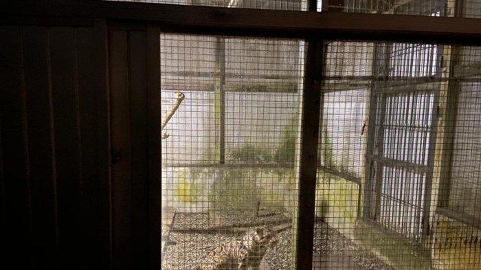 Proses evakuasi salah satu harimau milik AS oleh BKSDA Kaltim pada Minggu (19/11/2023). Selain harimau dewasa dan Macan Dahan ternyata AS juga simpan satwa buas yang lain, yakni simpan satu harimau lagi.