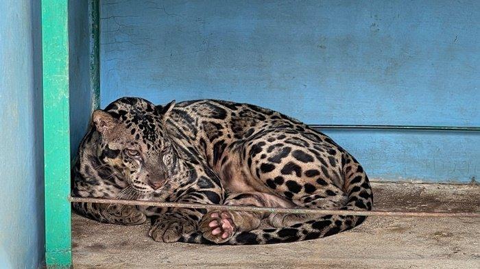Macan dahan, salah satu satwa liar milik tersangka Andre, yang kini berada di Tabang Zoo, Kutai Kartanegara.