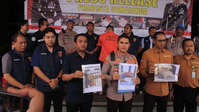 PEMILIK HARIMAU SAMARINDA -Kapolresta Samarinda Kombespol Ary Fadli bersama tim reskrim, Kepala BKSDA, Ari Wibawanto, tersangka kepemilikan 2 harimau Sumatera dan 1 macan dahan yang dilindungi, A memperlihatkan barang bukti pada rilis kasus harimau terkam seorang pekerja hingga tewas di Mapolresta Samarinda Kalimantan Timur; Kamis (23/11/2023)