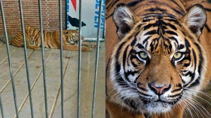 Harimau Sumatera