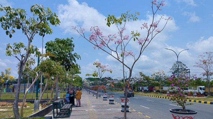 Bunga Tabebuya yang mekar di Penajam Paser Utara beberapa waktu lalu.