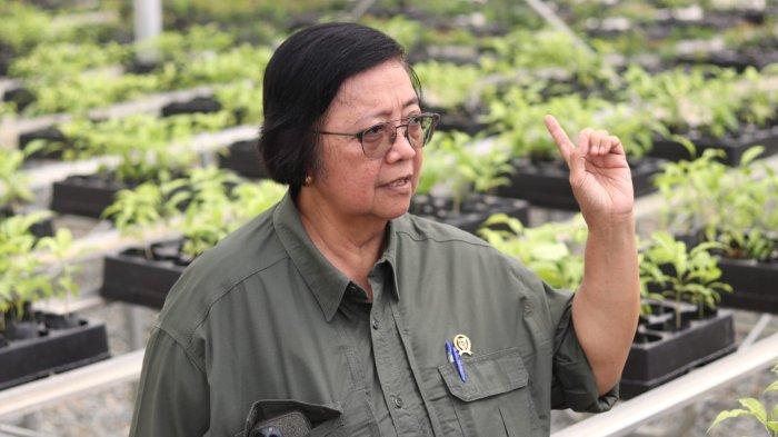 Ilustrasi Menteri KLHK saat berada di persemaian Mentawir, Penajam Paser Utara. Persemaian Mentawir di Kelurahan Mentawir, Kecamatan Sepaku, Kabupaten Penajam Paser Utara, Kalimantan Timur, menjadi wadah penanaman bibit pohon berskala besar untuk mengembalikan hutan hujan tropis di kawasan Ibu Kota Nusantara atau IKN Nusantara.
