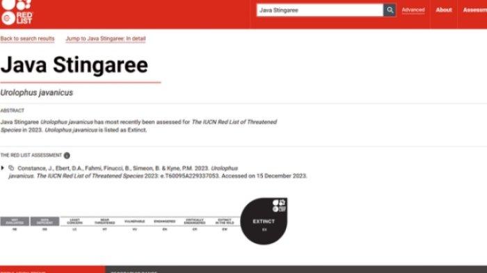 Tangkapan layar dari situs web Uni Internasional untuk Konservasi Alam atau International Union for Conservation of Nature (IUCN) yang menyebutkan bahwa ikan pari Jawa atau Urolophus javanicus dinyatakan punah.