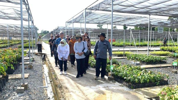 Ilustrasi lokasi persemaian bibit-bibit pohon di Mentawir, IKN Nusantara.