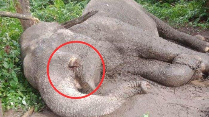 Potret Gajah Sumatera ditemukan mati di Balai Taman Nasional Tesso Nilo (TNTN), Kabupaten Pelalawan, Provinsi Riau, Rabu (10/1/2024).