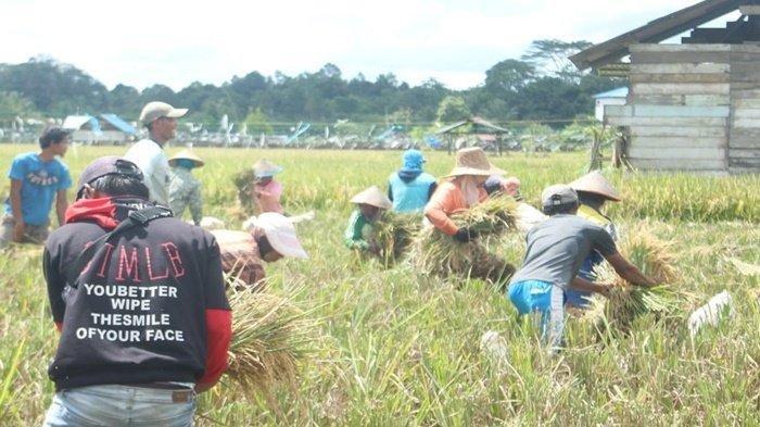 ILUSTRASI PETANI - Dinas Pangan, Tanaman Pangan, dan Hortikultura (DPTPH) Provinsi Kaltim terus mendorong peningkatan hasil pertanian lokal untuk kesejahteraan petani serta bantuan program dan kebutuhan para petani.
