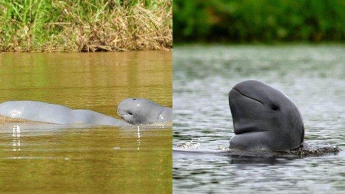 Ilustrasi wujud mamalia laut Pesut Mahakam di Kalimantan Timur. 