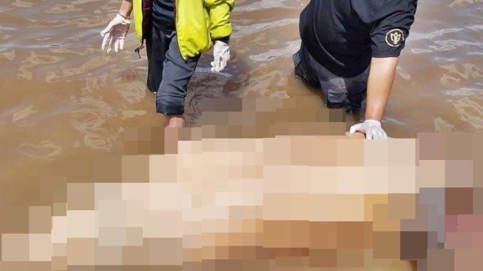 PENEMUAN PESUT MATI - Satu mamalia laut pesut ditemukan mati di Sungai Mahakam, tepatnya di Perairan Bukit Jering, Kecamatan Muara Kaman, Kutai Kartanegara, Kalimantan Timur. Bangkai pesut tersebut pertama kali ditemukan oleh warga yang kebetulan sedang berada di sungai dan langsung dievakuasi atas bantuan BPSPL Pontiatak untuk pemeriksaan oleh BKSDA Kaltim, Kamis 22 Februari 2024.