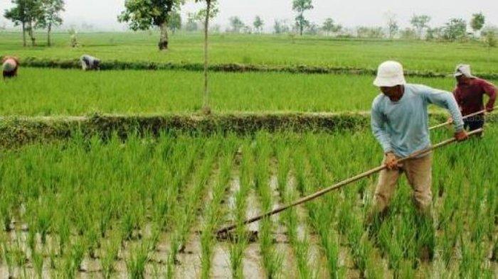 PETANI DI KALTIM - Dinas Pangan, Tanaman Pangan dan Hortikultura Provinsi Kalimantan Timur menyebut petani di Kalimantan Timur berdasarkan hasil sensus pertanian mengalami penurunan dalam sepuluh tahun terakhir.
