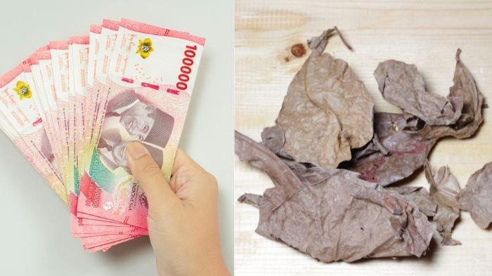Ilustrasi uang dan daun kering. Viral wanita di Bima ditipu, dijanjikan dilamar dengan mahar Rp 3 miliar namun isi kopernya malah daun kering.