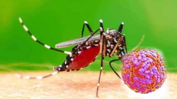 Ilustrasi nyamuk penyebab Demam Berdarah Dengue