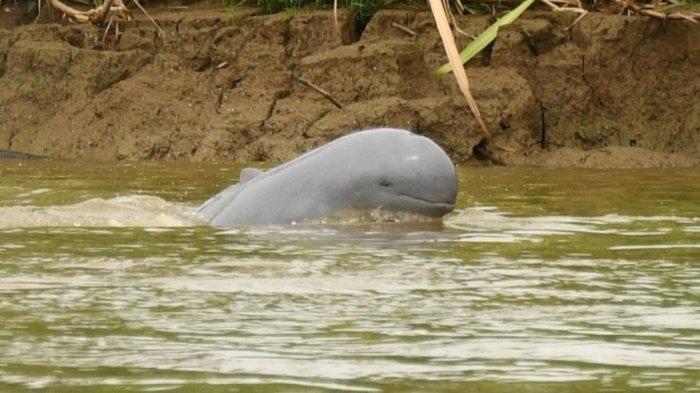 PESUT MAHAKAM KALTIM - Keberadaan Pesut Mahakam di Kutai Kartanegara, Kalimantan Timur.