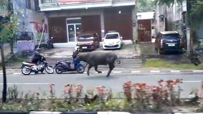Seekor kerbau di Balikpapan yang mengamuk ini melukai tiga orang dan merusak sebuah sepeda motor di kawasan Gunung Kawi, Senin (10/6/2024). Kerbau ini terlihat berlari di sepanjang Jalan Ahmad Yani, Balikpapan Tengah, dan sempat membuat panik warga sekitar.