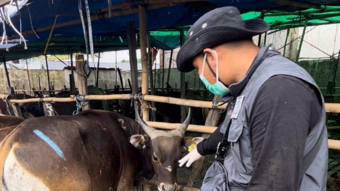 Menjelang Hari Raya IdulAdha 1445 H, Dinas Ketahanan Pangan dan Pertanian Kota Samarinda bersama tim gabungan yang juga terdiri dari BPBD dan Satpol PP menggelar operasi pengecekan kesehatan hewan kurban.