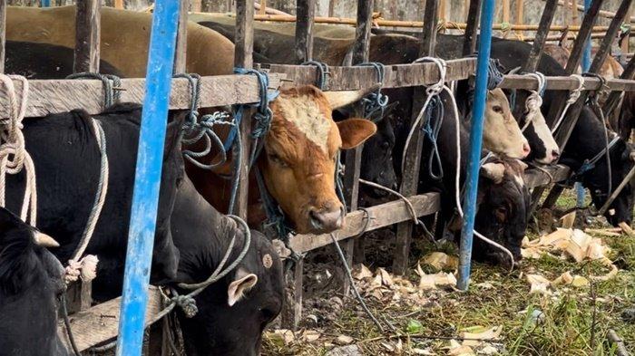 Ilustrasi sapi kurban. Cegah pencemaran lingkungan, DLH Samarinda imbau masyarakat tanam limbah hewan kurban.