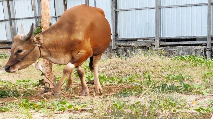 IDUL ADHA 2024 - Ilustrasi sapi kurban Idul Adha.