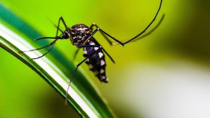 Ilustrasi nyamuk aedes aegypti, penyebab demam berdarah. Berikut jumlah kasus DBD dan korban jiwa di Kalimantan Timur sepanjang 2024.
