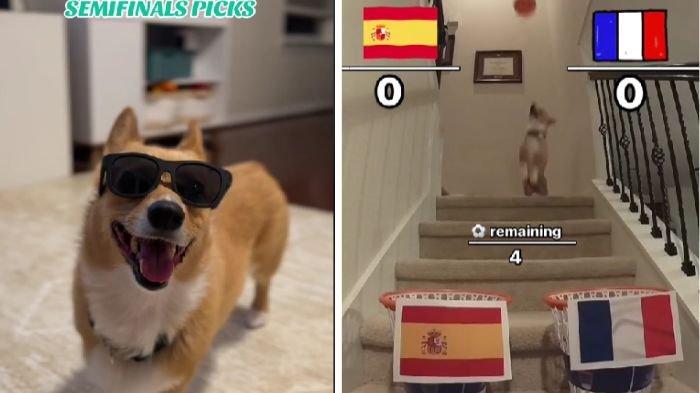 PREDIKSI ANJING VIRAL - Ramalan anjing di TikTok viral, ini 2 tim yang disebut bakal ke final Euro 2024.