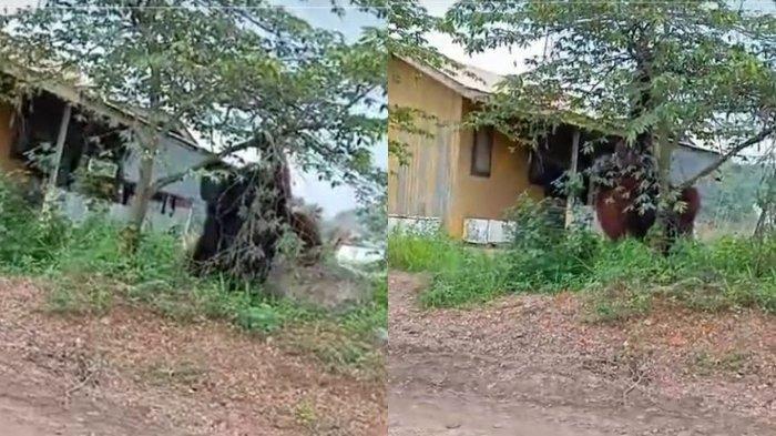 Video seekor orang utan berukuran besar setinggi rumah viral di media sosial Instagram, TikTok, X, hingga Facebook.
