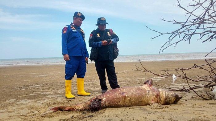 Seekor pesut laut ditemukan tak bernyawa di bibir Pantai Corong, Penajam Paser Utara.