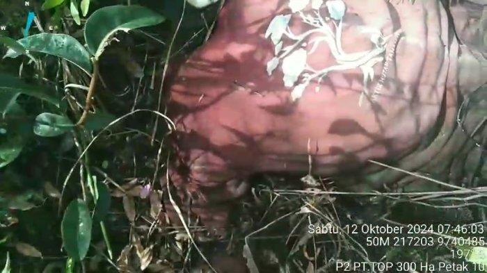 Kerangka jasad yang ditemukan diduga mahasiswa Universitas Lambung Mangkurat (ULM) yang hilang di Desa Sei Ahas Kapuas, Kalteng 5 bulan lalu, pada Sabtu (12/10/2024).