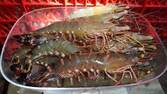 Progres dan Target Pembangunan Pusat Pembiakan Benur Udang Tiger di ...
