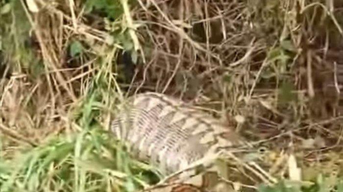 Ular piton 8 meter mangsa sapi warga di Dusun Tonde, Desa Sondoang, Kecamatan Kalukku, Kabupaten Mamuju, Sulawesi Barat (Sulbar)