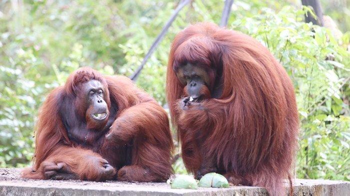 ORANGUTAN DI KALTIM - Orangutan yang berada di Borneo Orangutan Survival Foundation (BOSF), Samboja, Selasa (22/4/2025). 