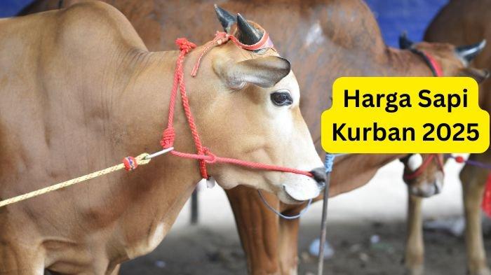 HARGA SAPI KURBAN - Ilustrasi Sapi yang diolah melalui Canva, Rabu (21/5/2025). Berikut referensi harga sapi untuk Idul Adha 2025 di berbagai wilayah Kalimantan Timur, Balikpapan, Paser, dan PPU. (Grafis TribunKaltim.co via Canva)