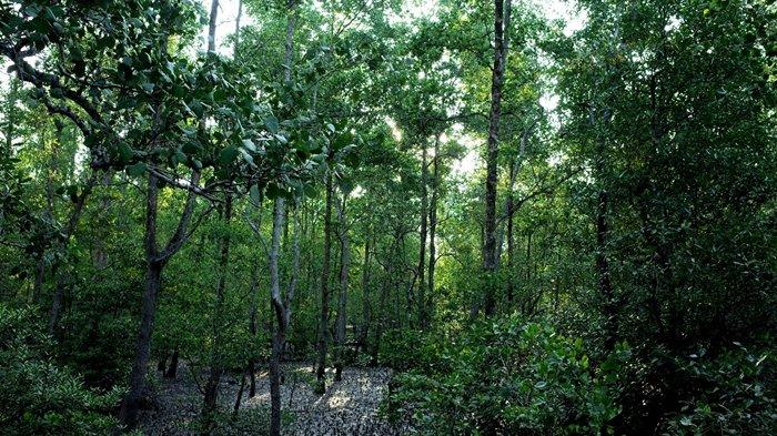 MANGROVE KALTIM - Kawasan mangrove di Teluk Semanting di Kawasan Konservasi Pesisir dan Pulau-Pulau Kecil Kepulauan Derawan dan Perairan Sekitarnya (KKP3K-KDPS), Kabupaten Berau, Kalimantan Timur. (HO/YKAN/Nugroho Arif Prabowo)