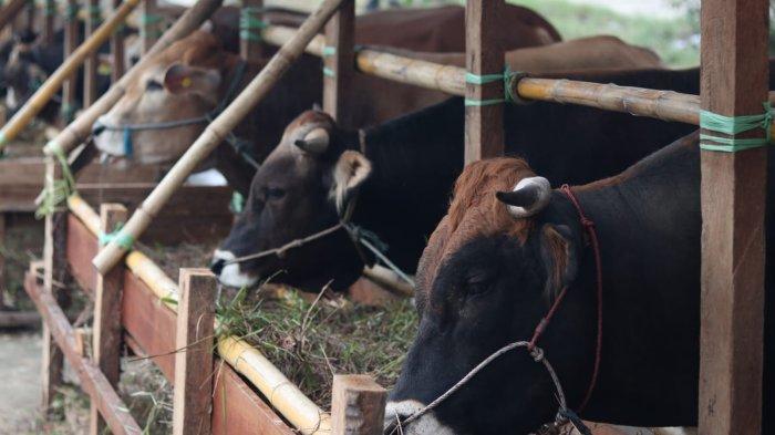 PEMERIKSAAN KESEHATAN - Dinas Ketahanan Pangan, Pertanian, dan Perikanan (DKP3) Balikpapan akan melakukan pengawasan kesehatan terhadap hewan kurban di Kota Balikpapan, Kalimantan Timur. (TRIBUNKALTIM.CO/ARY NINDITA)