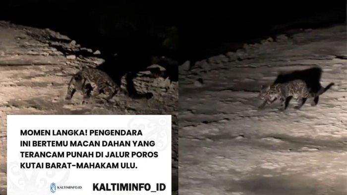 KEMUNCULAN MACAN DAHAN - Tangkap layar kemunculan Macan Dahan terekap pengendara dijalan poros Kaltim. Sebuah peristiwa langka terjadi di jalur poros penghubung Kutai Barat – Mahakam Ulu, Kalimantan Timur. Seorang pengendara berhasil merekam kehadiran seekor Macan Dahan Kalimantan, salah satu spesies kucing liar yang terancam punah dan jarang sekali terlihat di alam bebas. (Instagram/kaltiminfo_id)