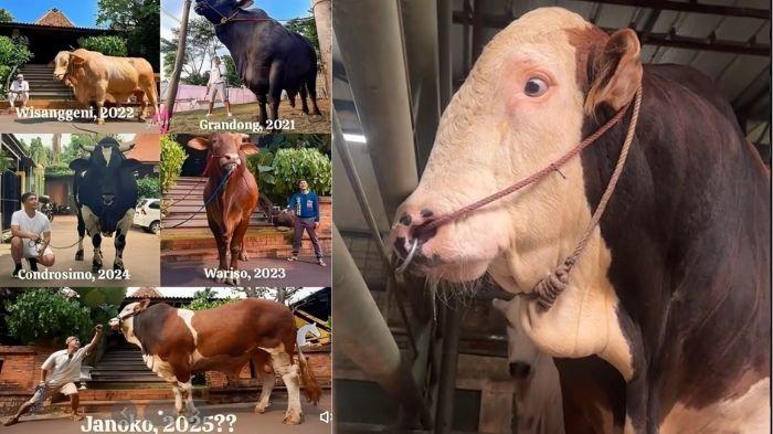 SAPI IRFAN HAKIM - Potret Irfan Hakim bersama sapi kurbannya dari tahun ke tahun (kiri). Terbaru ada sapi Janoko (kanan) yang akan dikurbankan untuk Idul Adha 2025. (tiktok.com/@huokena/75irfanhakim)