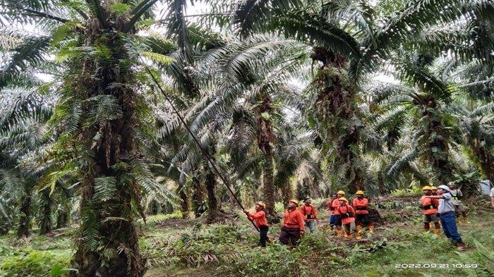 THR 2024 - DSN Group menggelar pelatihan untuk karyawan guna meningkatkan kualitas SDM di perusahaannya. 
