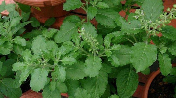 Daun Rutu Rutu 4 Bahan Alami yang Memiliki Khasiat Meningkatkan Imunitas Tubuh, Agar ...