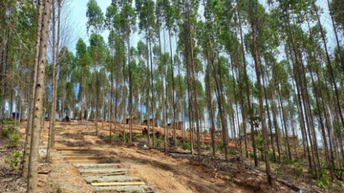Lokasi puncak di kawasan ibu kota negara yang bakal dibangun istana negara, Sepaku, Kaltim, Sabtu (19/3/2022).