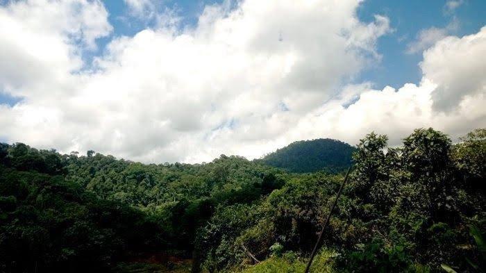 Kawasan hutan di Kabupaten Malinau, Provinsi Kalimantan Utara.