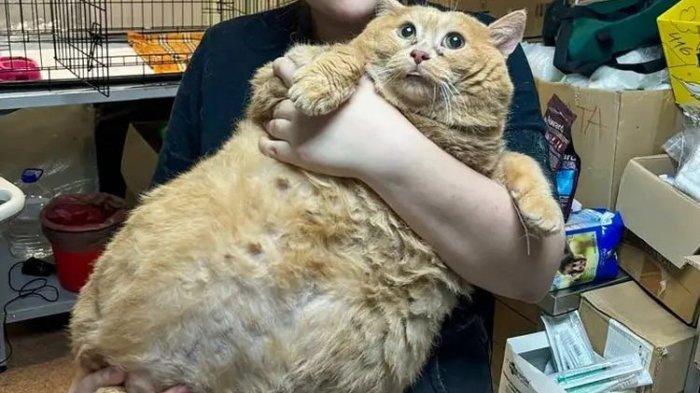 DIGENDONG - Kucing gemuk bernama Kroshik atau Crumbs saat digendong.