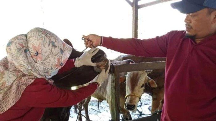 Terapkan Inseminasi Buatan di Kutim, Harga Bibit Sapi Bakal Jadi Lebih ...