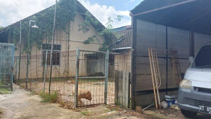 Salah satu Pitbull peliharaan AS, yang memelihara Harimau di kediamannya, Jalan Wahid Hasyim II, kecamatan Samarinda Utara, Kota Samarinda.TRIBUNKALTIM.CO/RITA LAVENIA