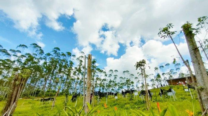 ILUSTRASI Kawasan titik nol IKN Nusantara di Sepaku, Kabupaten Penajam Paser Utara, Provinsi Kalimantan Timur. Gubernur Isran Noor membeberkan dalam waktu dekat, kemungkinan Agustus 2022, Presiden Joko Widodo atau Jokowi akan melakukan peletakan batu pertama pembangunan Istana Negara di IKN Nusantara. 