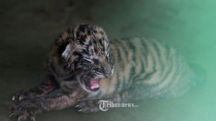 Ilustrasi, bayi Harimau Sumatera.