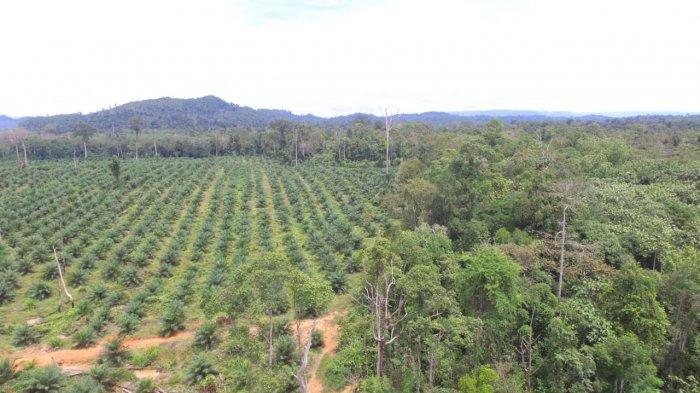 Bentang Alam Wehea-Kelay merupakan potensi ekowisata di Kalimantan Timur.
