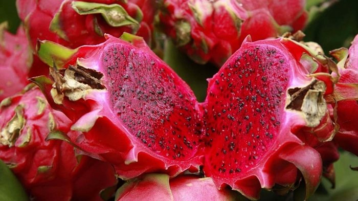 5 Manfaat Buah Naga yang Wajib Kamu Ketahui, yang Terakhir Penting untuk Wanita - Tribunkaltim.co
